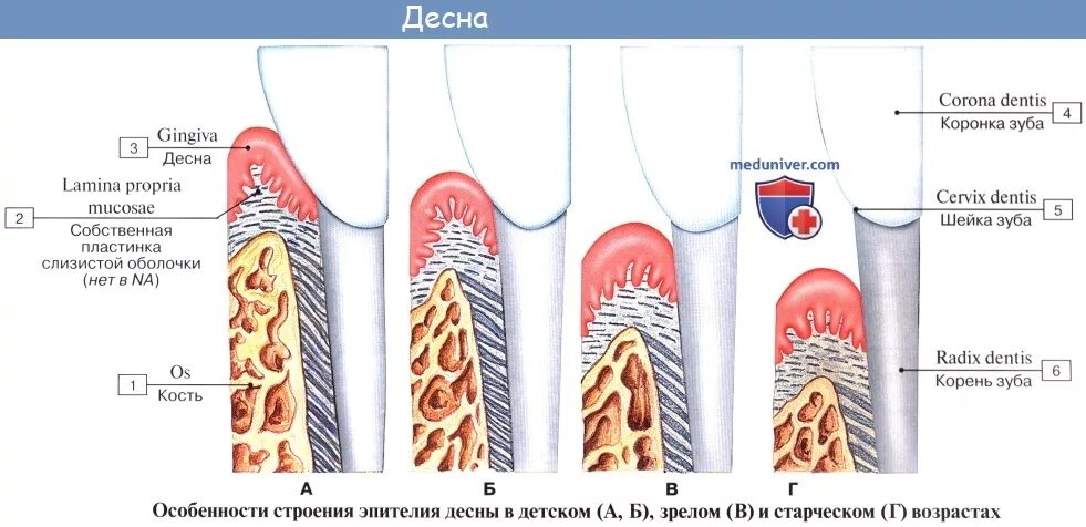 Схема гистологического строения десны. Анатомическое строение десны. Строение десны человека. Надкостница зуба строение.
