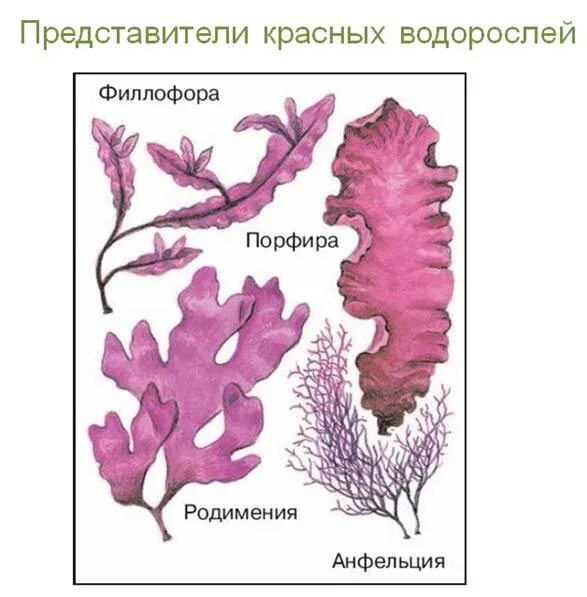 Красные водоросли клетки. Порфира Филлофора. Красные водоросли родимения. Красные водоросли порфира рисунок. Отдел красные водоросли багрянки представители.