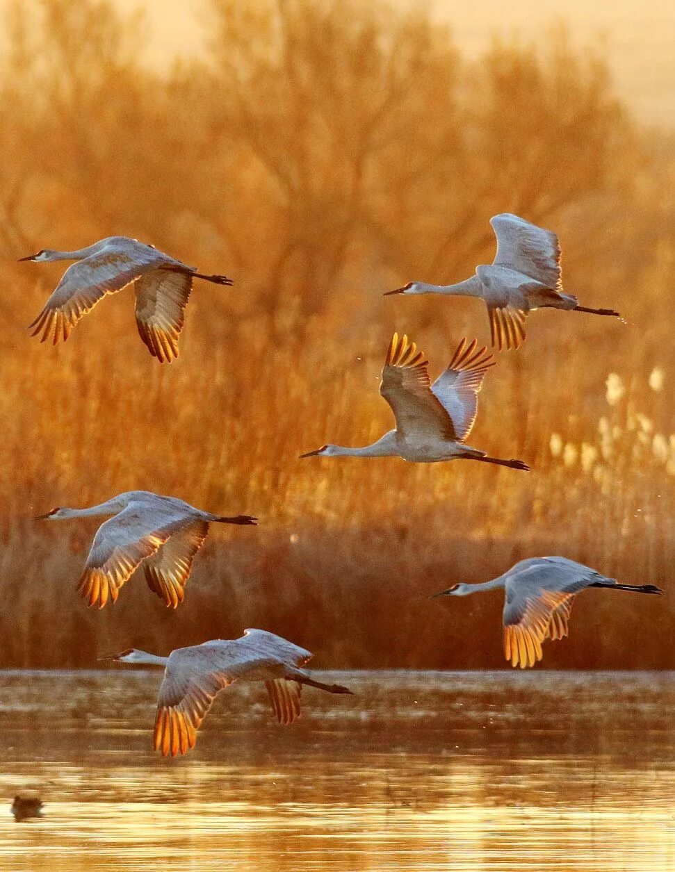 Птицы улетают на Юг. Птицы осенью. Птицы Юга. Красивые перелетные птицы. Летящие осенью журавли