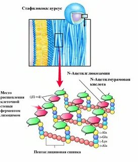 Имеется клеточная стенка муреина