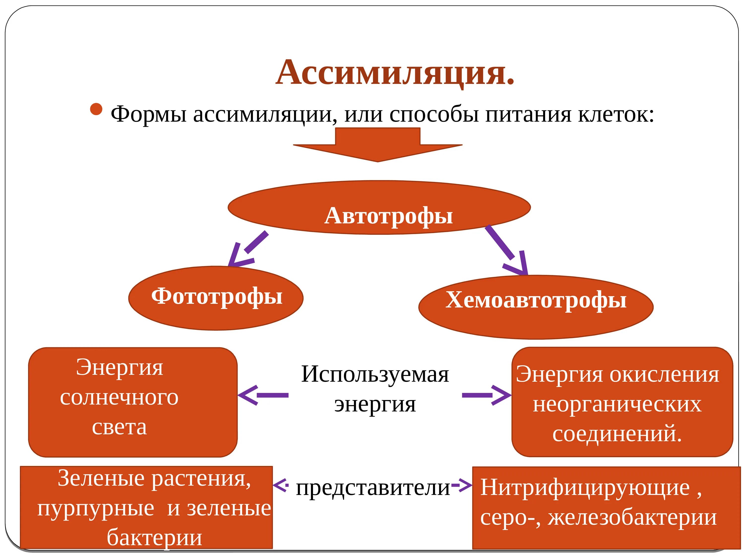 Ассимиляция. Процессы метаболизма с примерами.