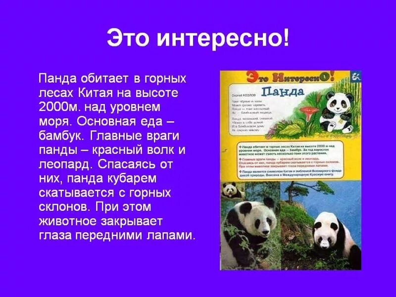 Загадка про панду. Факты о пандах для детей. Факты о пандах для детей. Факты о пандах для детей. Интересное о пандах для детей.