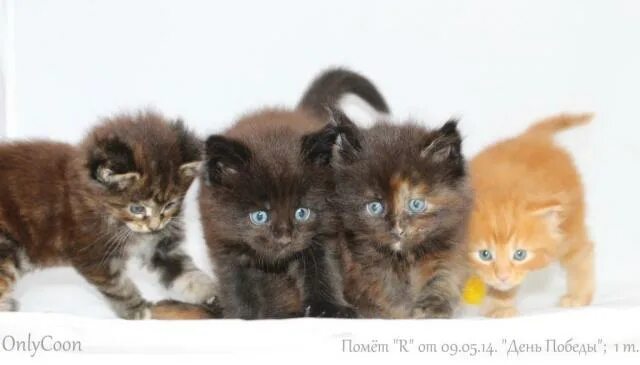 британская кошка голубая и лиловая. в помете разные котята. котята в помете. заводчики голубого британца. много кошек.