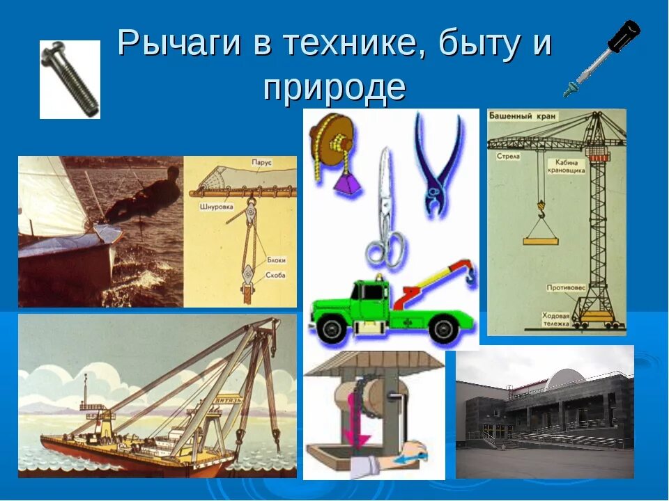 Сообщение на тему рычаги в технике. Рычаги в природе физика 7 класс. Применение рычага физика 7 класс. Рычаги в быту физика 7 класс. Рычаги в технике быту и природе.