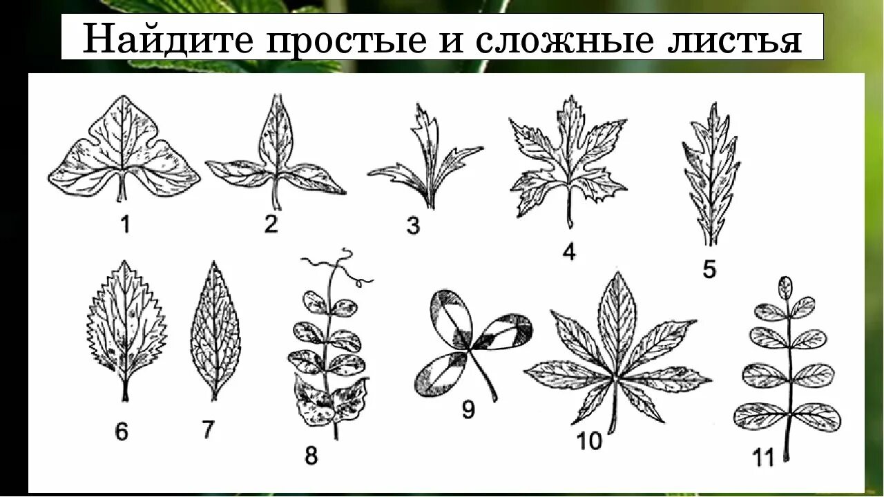 Простые и сложные листья. Сложные листья рисунок. Типы сложных листьев. Виды листьев простые и сложные. Картинка простого листа