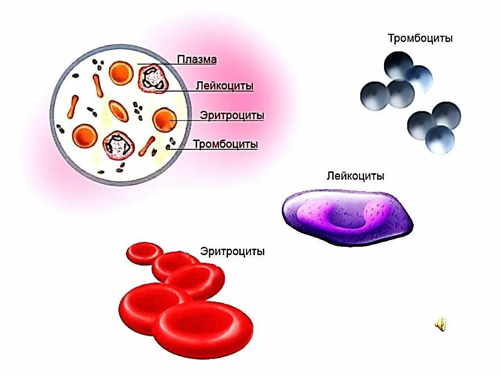 Селезенка лейкоциты. Клетки крови эритроциты лейкоциты тромбоциты рисунок. Эритроциты лейкоциты тромбоциты рисунок. Эритроциты лейкоциты тромбоциты. Рисунок эритроцитов лейкоцитов и тромбоцито.