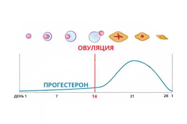 Фазы менструального цикла рисунок. Фазы овуляторного цикла. Прогестерон схема овуляции. Изменение прогестерона в зависимости от цикла. Пара овуляция