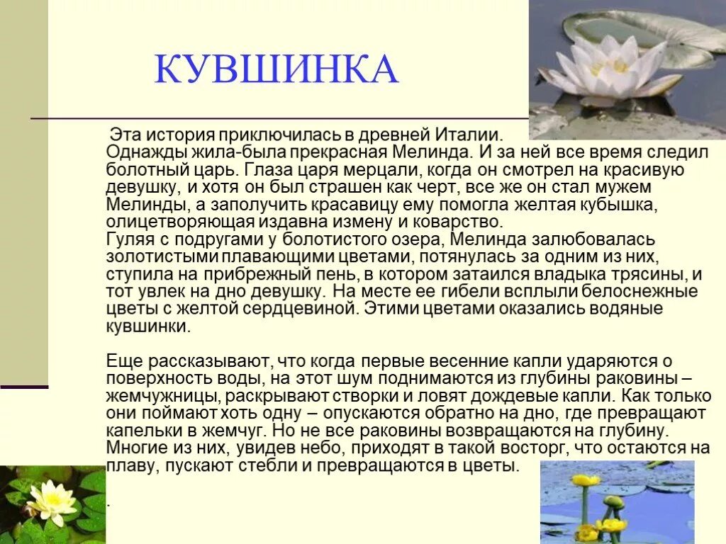 Легенда о кувшинке. Легенды и мифы о растении кувшинка. Белая кувшинка легенды. Легенда о кувшинке для детей. Живем однажды рассказ