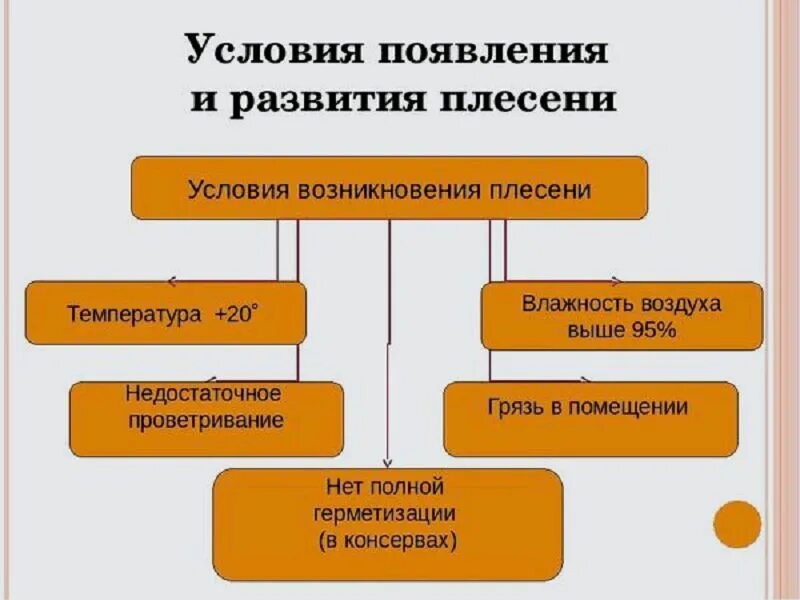 Условия возникновения плесени. Условия для развития плесени. Условия появления плесени. Факторы развития плесени. Известно что для развития плесени необходимы определенные