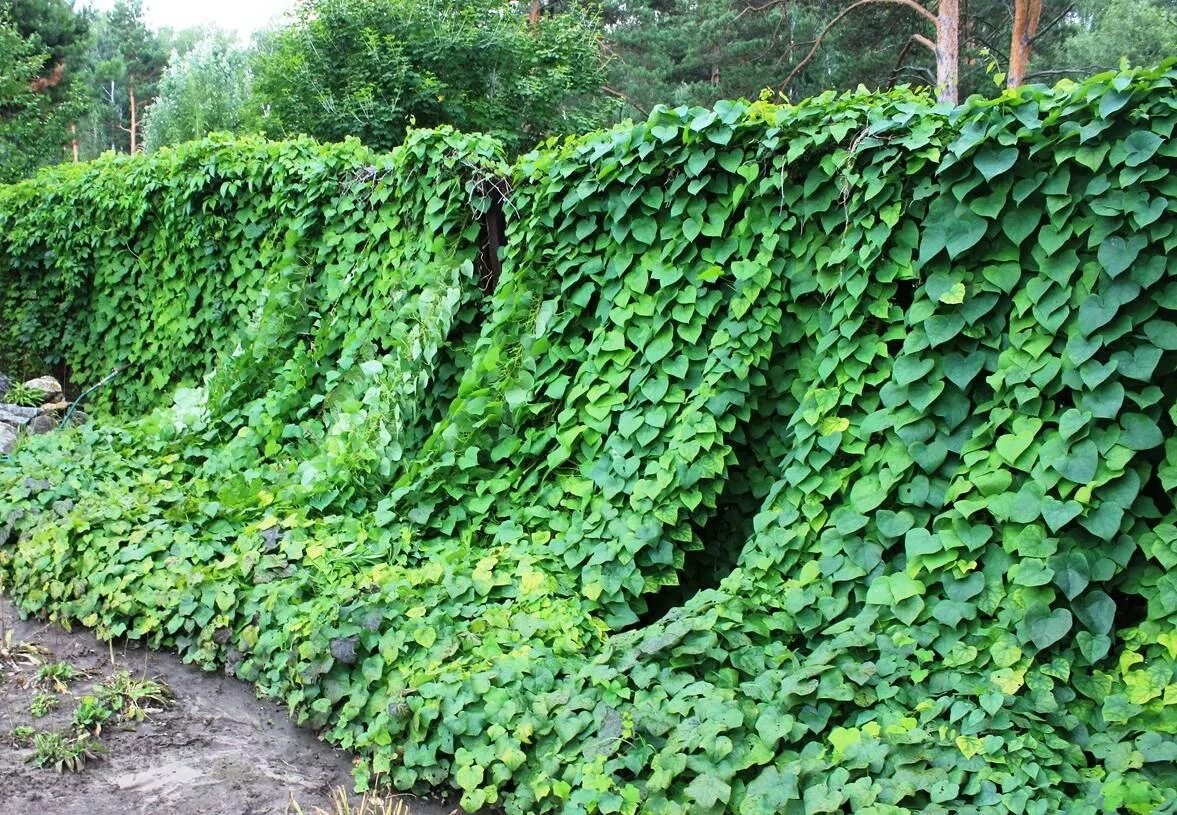 Вьюн долихос. Ипомея шантеклер. Кобея лазающая. Вьюн участки. Вьюн участки.