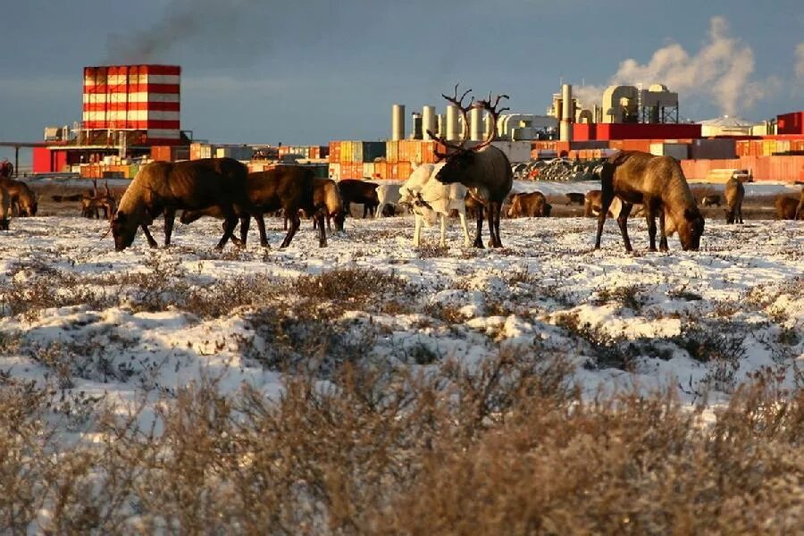 Ардалинское месторождение полярное сияние. Добыча нефти в тундре. Промышленность в тундре. Добыча нефти в тундре России.