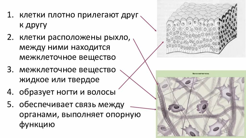 Ткань с твердым межклеточным веществом. Ткани гистология. Рыхло расположенные клетки. Соединительная ткань клетки плотно прилегают.