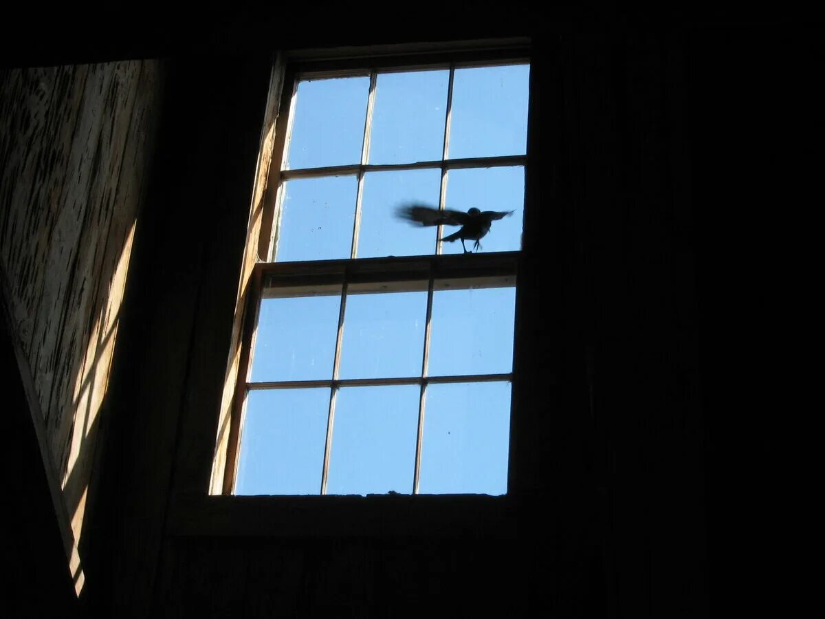 Птицы на окна. Птицы за окном. Небо из окна. Птицы улетают окно. Птицы ударились в окно дома