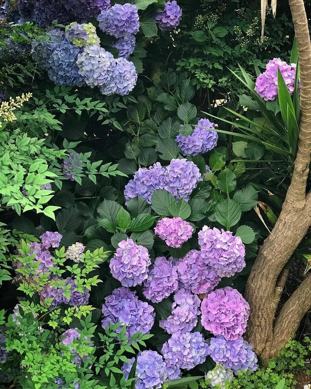 Полить гортензию для цвета