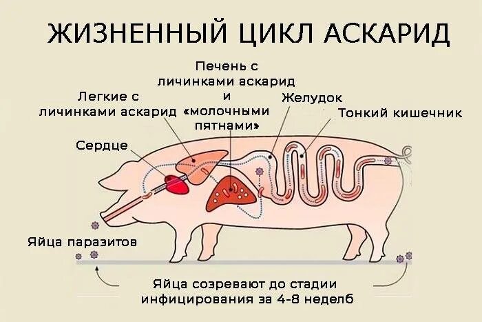 Поросятам давать яйца. Жизненный цикл свиной аскариды. Схема цикла развития свиной аскариды. Аскаридоз свиней цикл развития. Аскаридоз свиней биология развития.