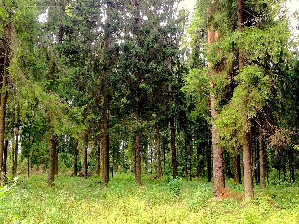 Лесной участок. Участок леса 7 букв. Леса мордовии. Темнохвойный лес пермь. Защитные леса.