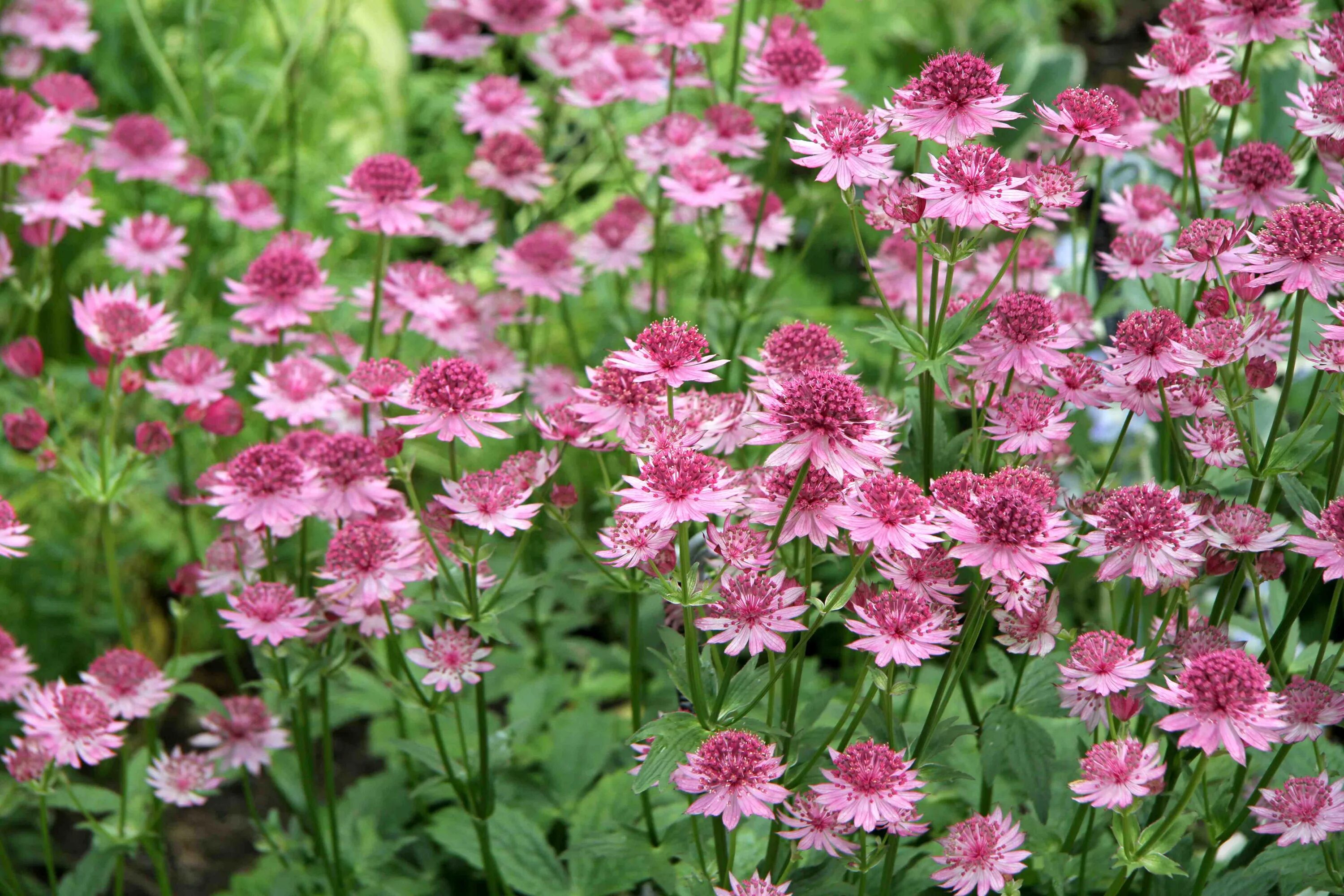 Астранция крупная (astrantia major). Астранция rosea. Астранция пурпурная. Астранция крупная (astrantia major). Астранция розеа крупная.