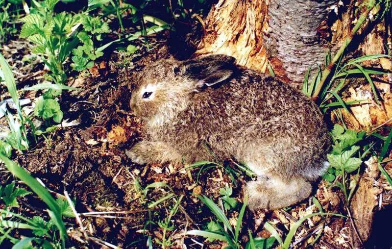 Кто такие листопаднички. Какая мечта была у маленького зайчика листопадничка. Статья о листопадничках. Листопадничек иллюстрации. Листопадничек статья.