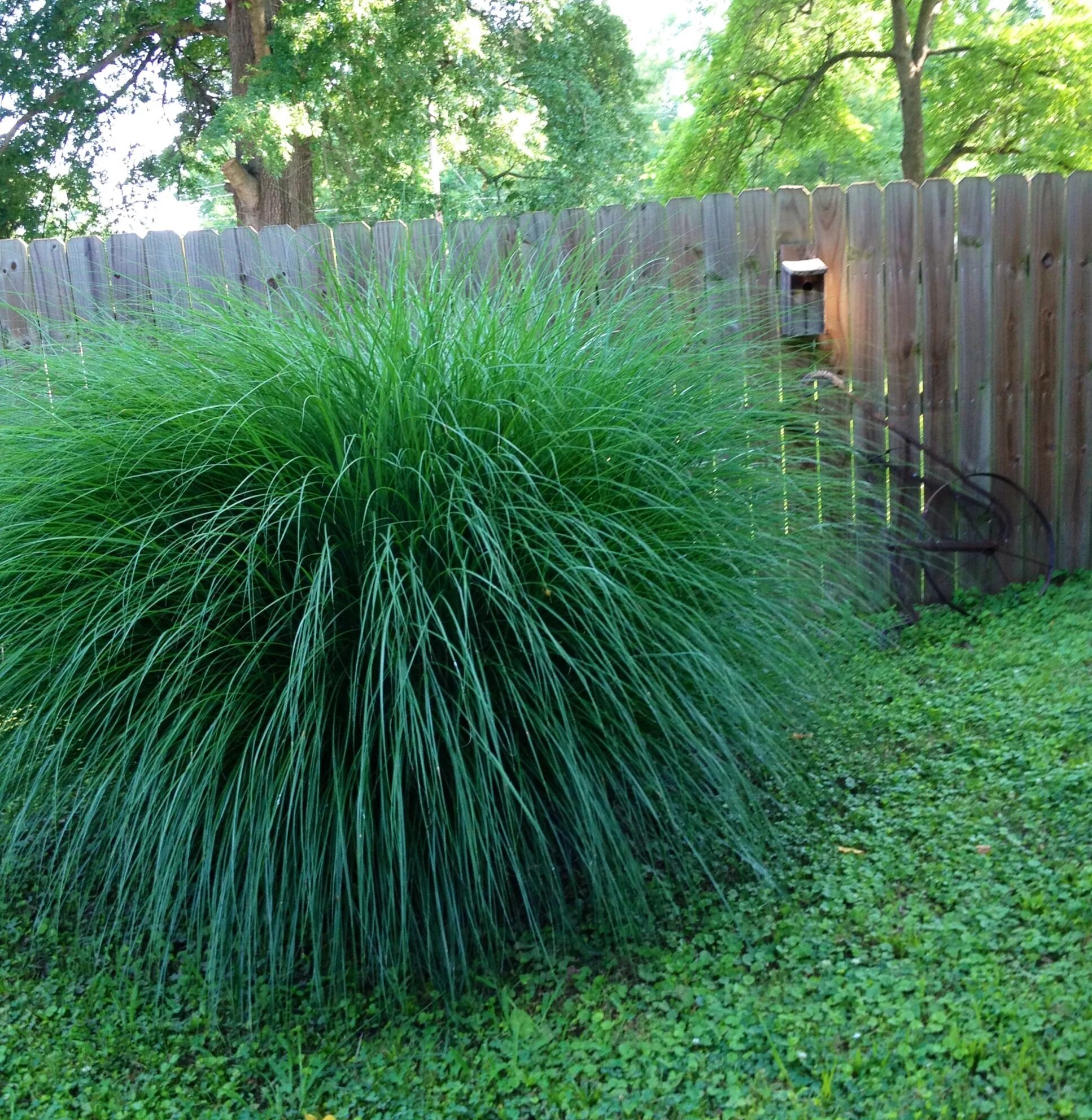 Травка садовая. Miscanthus sinensis Gracillimus. Трава Грасс Мидл куст. Овсяница. Овсяница зеленая.