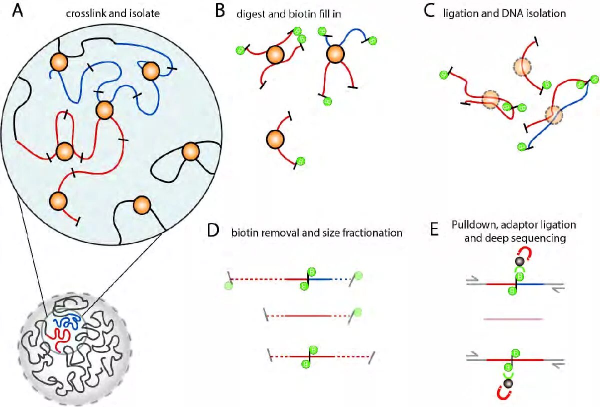 Hi c метод. Hic метод. hi-c method. chromosome conformation capture 4c.