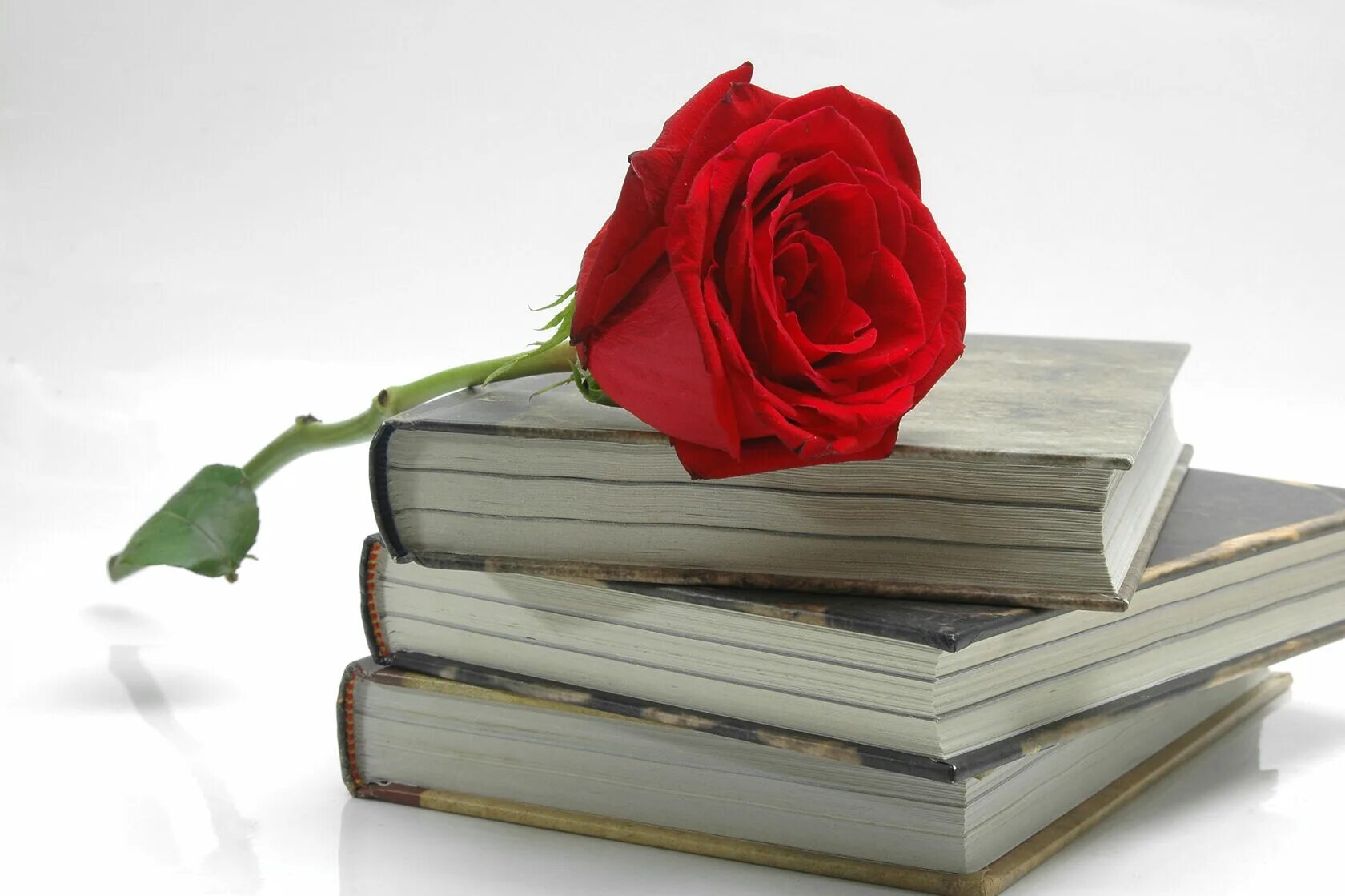 She closed the book and rose. Закрытая книга со смыслом. Роза на книге. Роза на книге фото. Книга цветы.