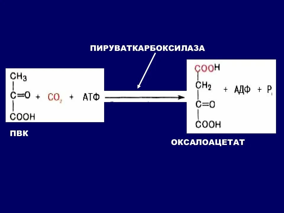 Пируват формула структурная. Пвк в биологии. Пировиноградная кислота (2-оксопропановая). Схема процесса клеточного дыхания. Пировиноградная кислота (2-оксопропановая).