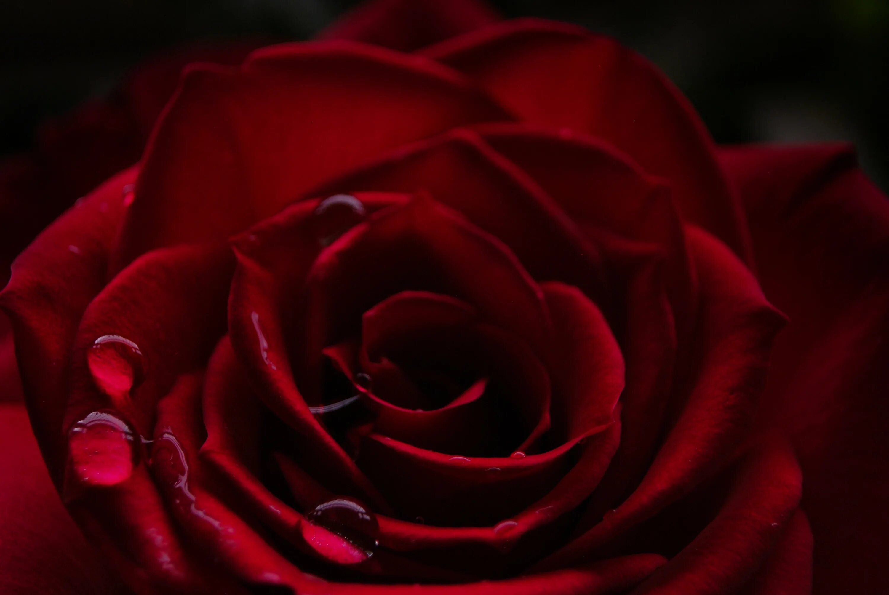 Красный также. Роза бордовая. Темно красные розы. Красно бордовые розы. Бордовые крупные розы.
