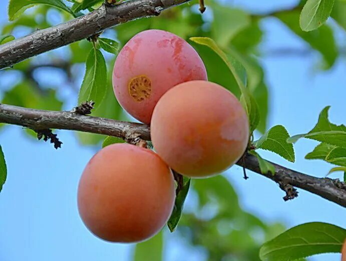 Персик слива абрикос как называется. Алыча персиковая Мичурина. Слива персиковая Мичурина. Слива Ветразь.