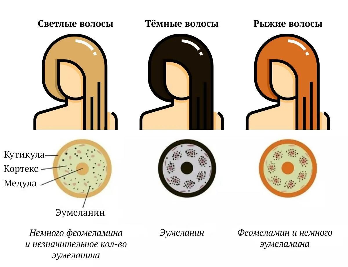 Меланин пигмент волос. Типы пигментов эумеланин. Эумеланин и феомеланин. Эумеланин и феомеланин пигмент. Строение волоса меланин.