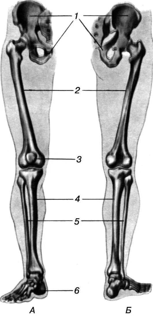 1 скелет голени. Скелет нижних конечностей. Кости нижних конечностей человека анатомия. Кости скелета нижней конечности. Скелет свободной нижней конечности бедренная кость.