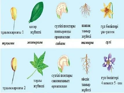 Өрілген порноның фотосы