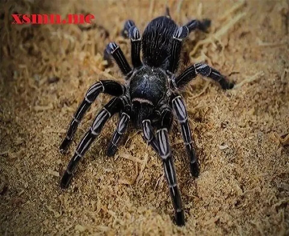 178 imagens de insetos VivoVerde Aracnídeos, Artropodes, Animais pequenos