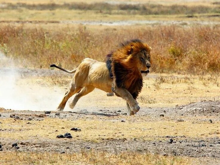 Photographer's Chilling Image of Attacking Lion Will Put Terror in Your Heart - 
