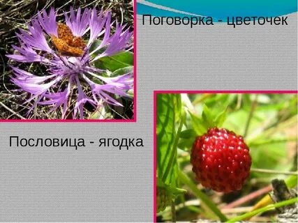 Поговорка пословица ягодка