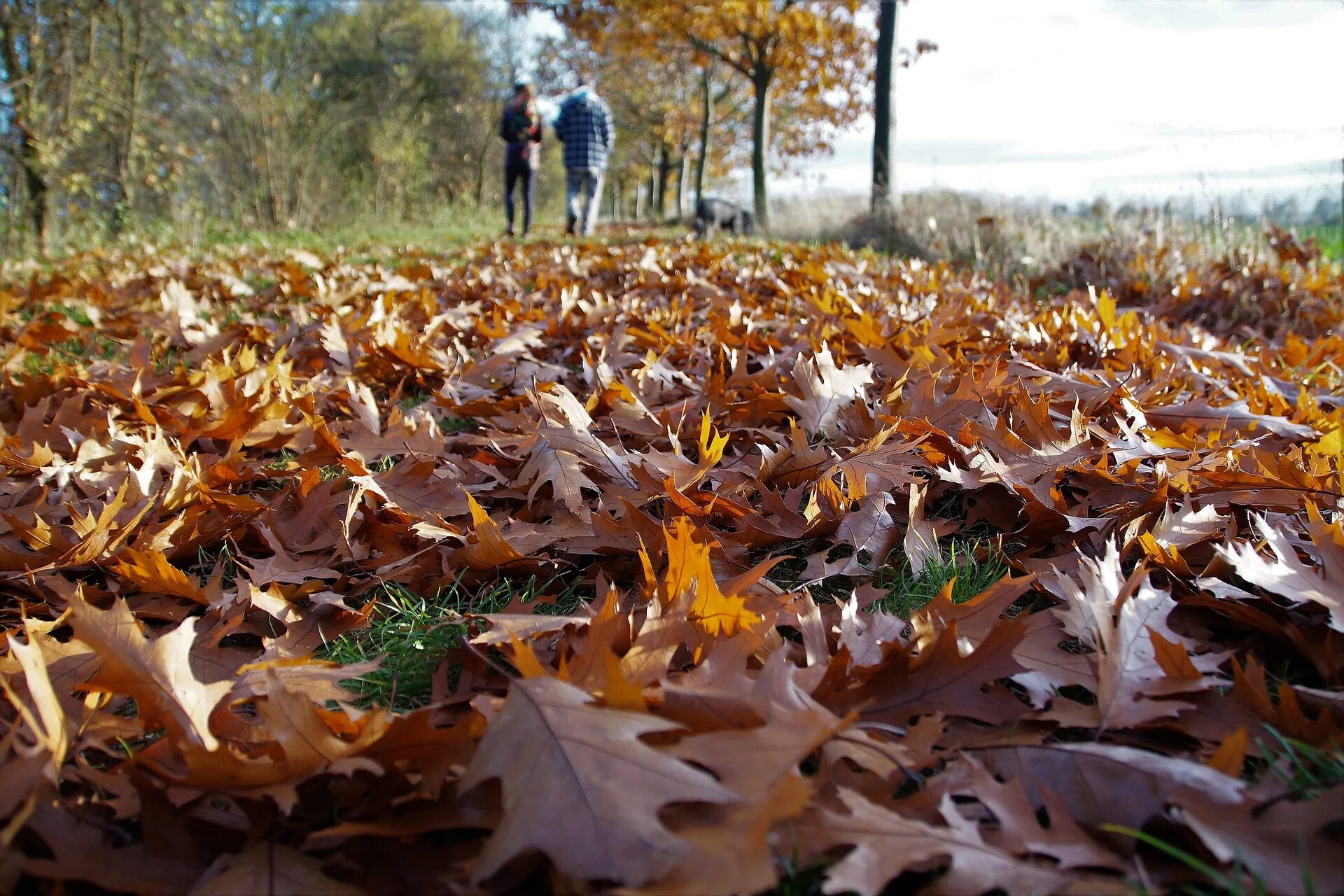 Опавшая листва. Листья на земле. Опавшие осенние листья. Осенние листья на земле. Leaves on the back