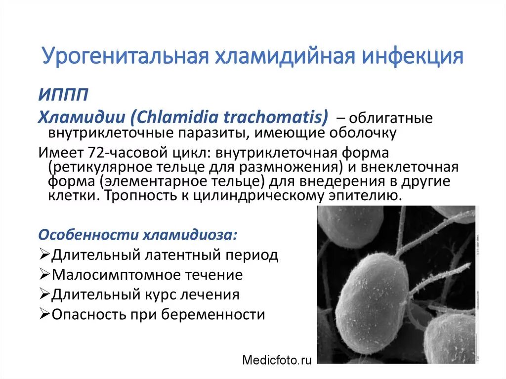 Диагностика иппп. Урогенитальная хламидийная инфекция. Урогенитальный хламидиоз возбудитель. Инфекционная форма хламидии. Хламидии - возбудители урогенитальных инфекций.