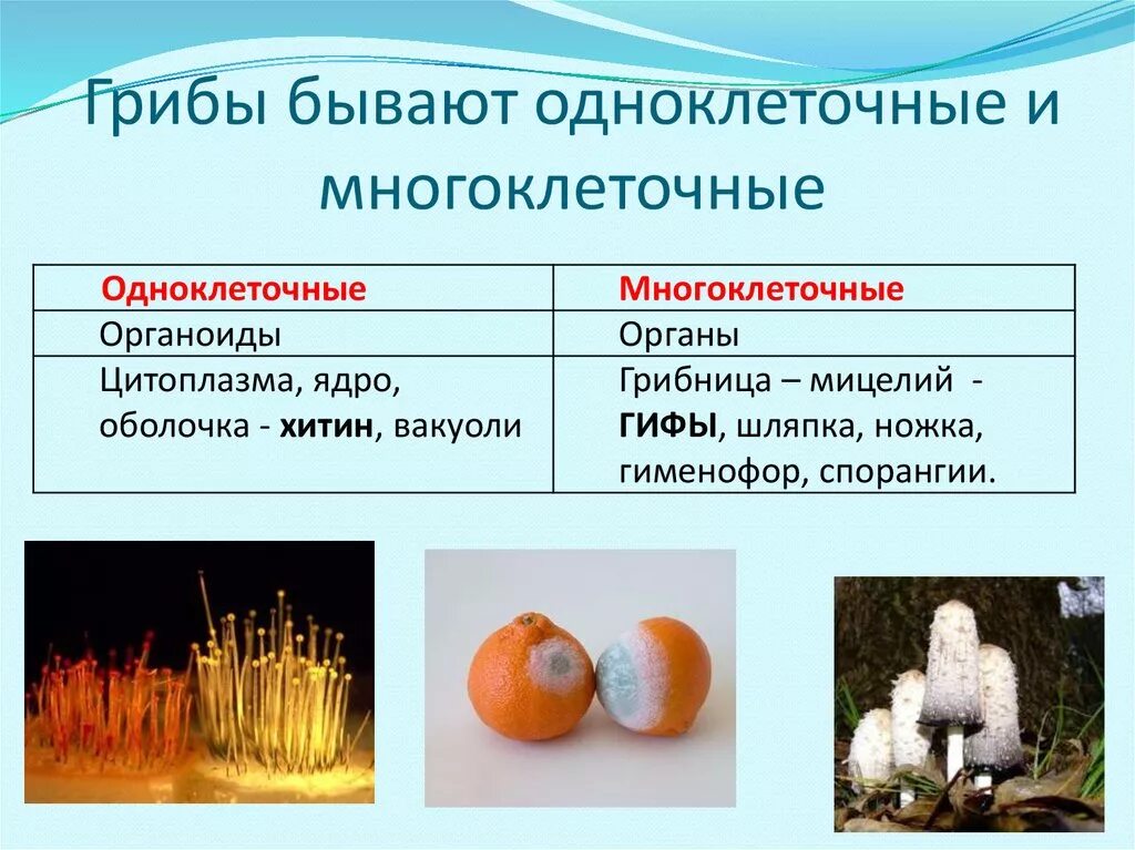 Одноклеточные грибы и многоклеточные грибы. Классификация грибов одноклеточные и многоклеточные. Много и одноклеточные грибы. Мицелий грибов бывает и одноклеточный и многоклеточный.