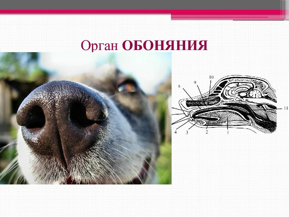 Какие органы чувств животных. Какие органы чувств животных