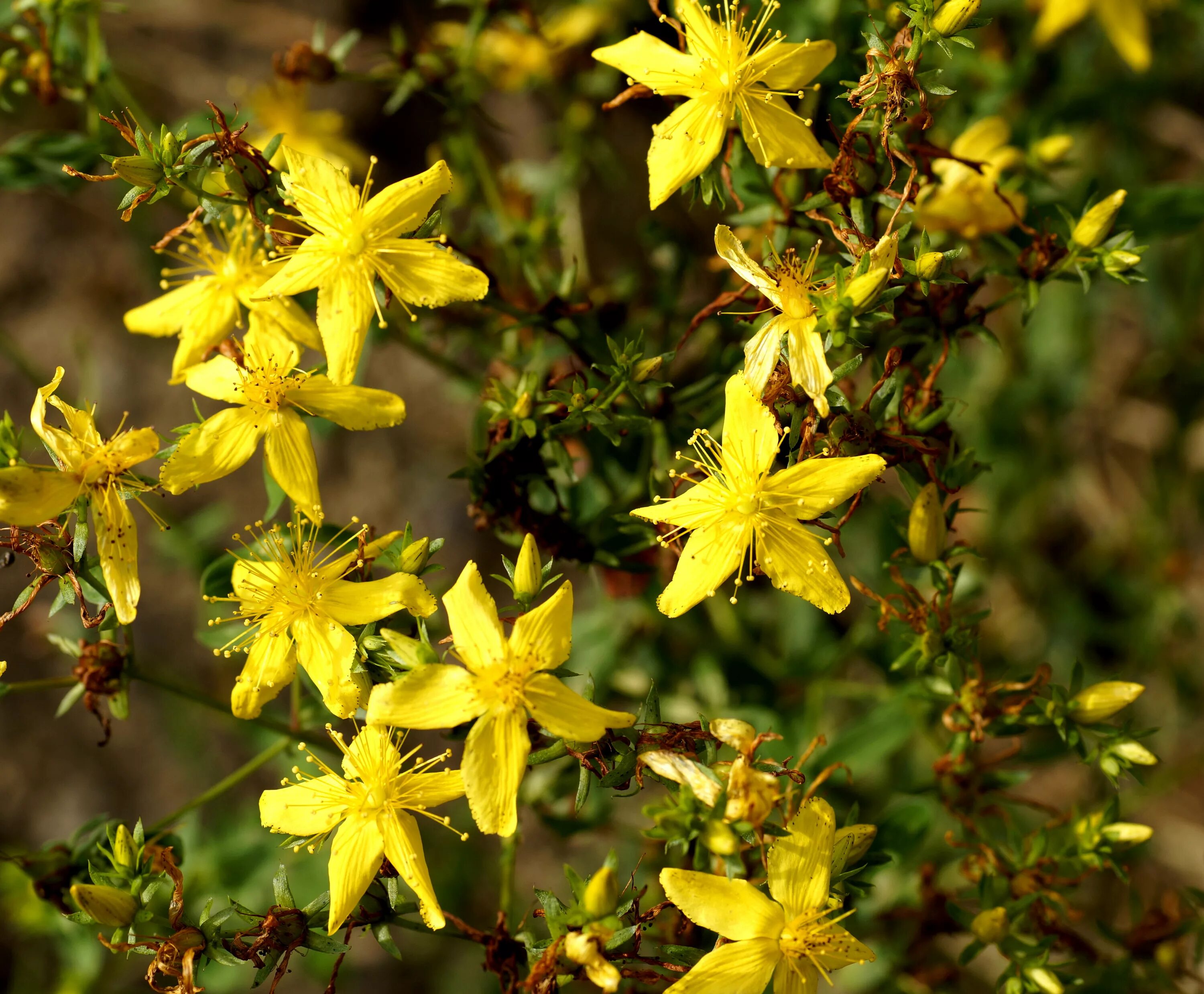 Трава зверобоя продырявленного. Hypericum perforatum. Зверобой Монбре. Зверобой Гиперикум.