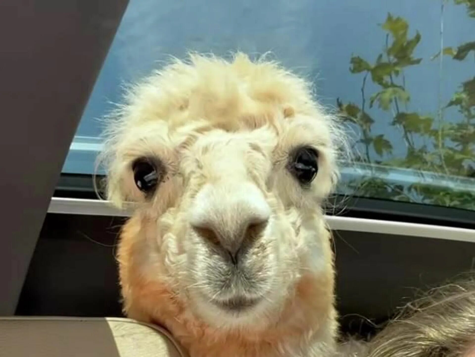 Video llama