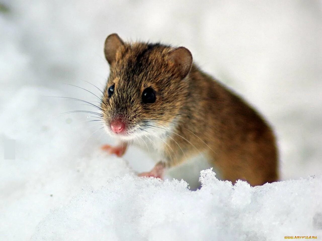 Полевые мыши зимой. Мышка полевка зимняя. Мышь полевка зимой. Полевка хомяк. Полевка Ольхонская полевка.