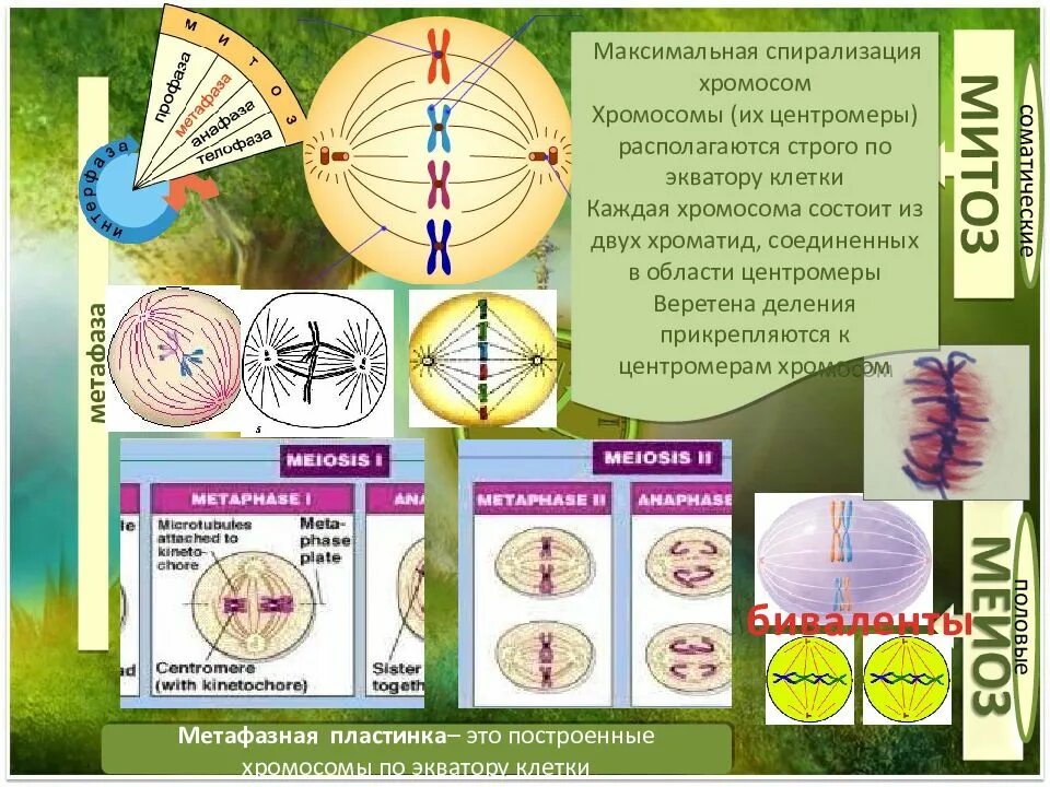 Спирализация хромосом это