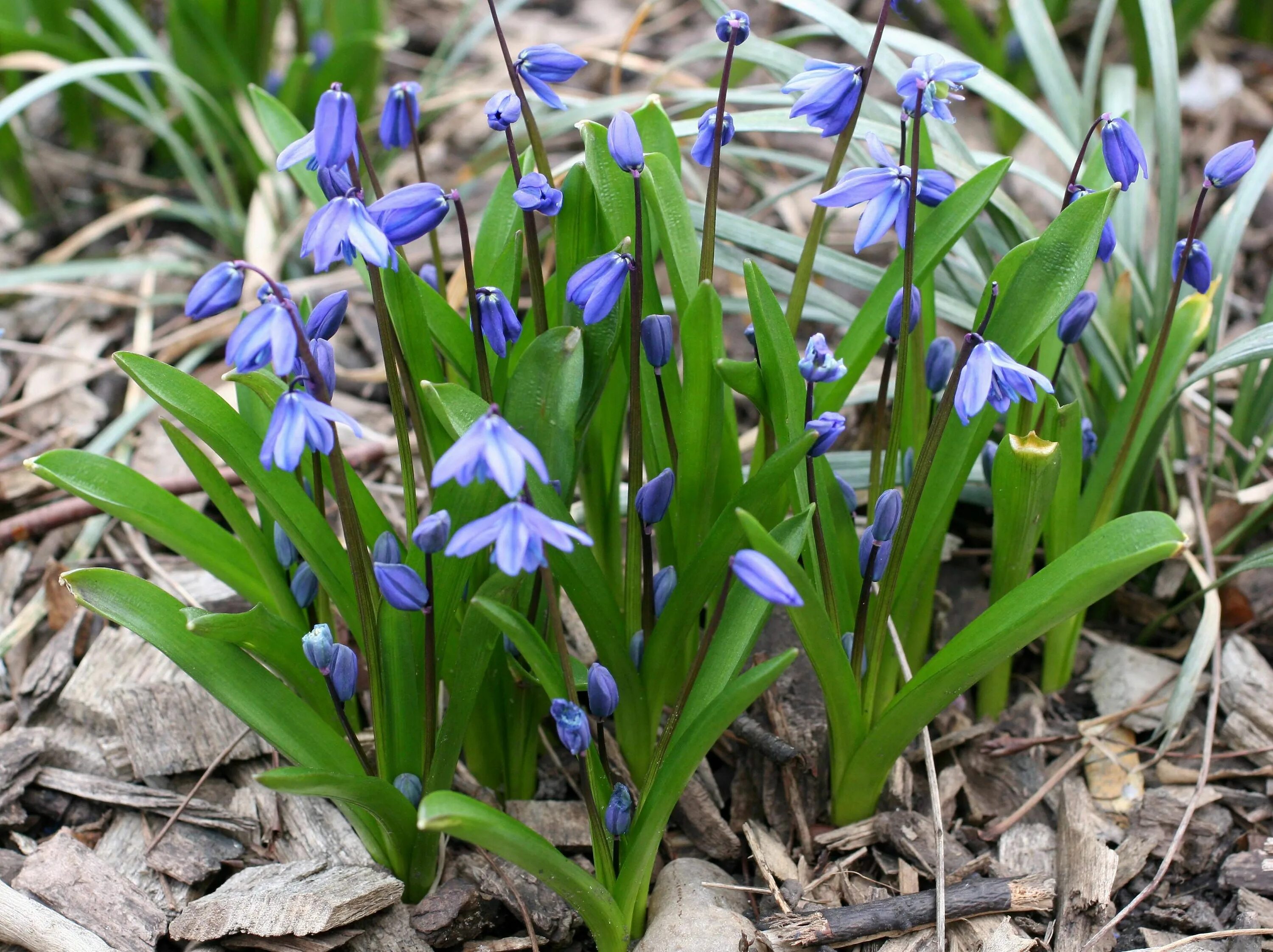 Пролеска сибирская. Сцилла Сибирская Scilla sibirica. Пролеска. Пролески Сцилла. Пролеска многолетняя.