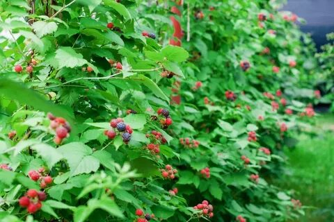 Усыпаны еще не созревшими ягодами