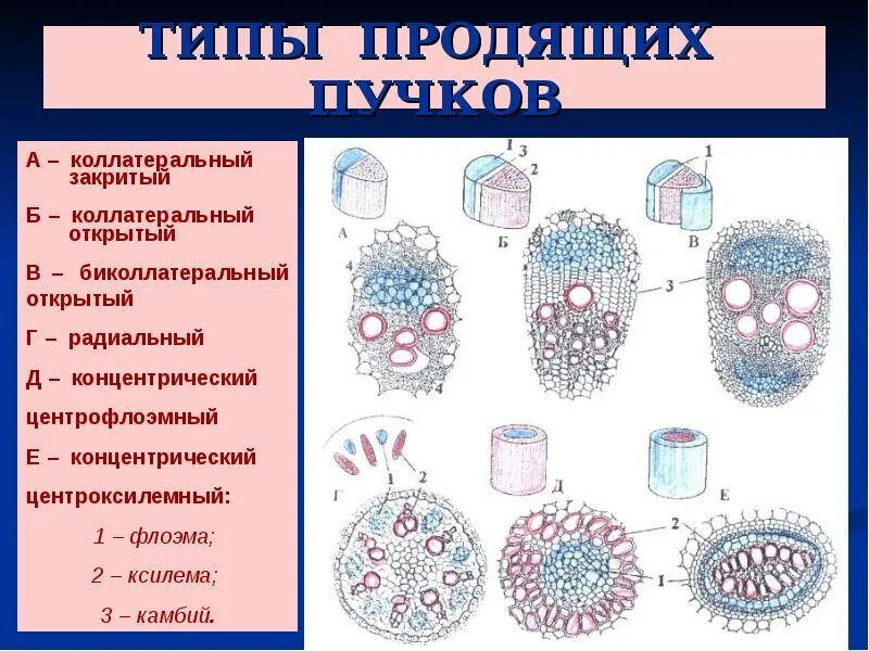 В состав проводящего пучка входят