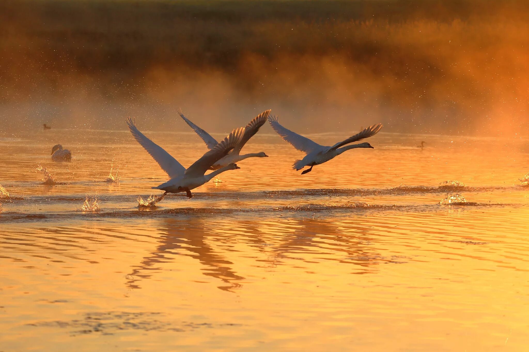 Птицы взлетают с воды. Птицы улетают. Птицы над озером. Лебеди над озером.