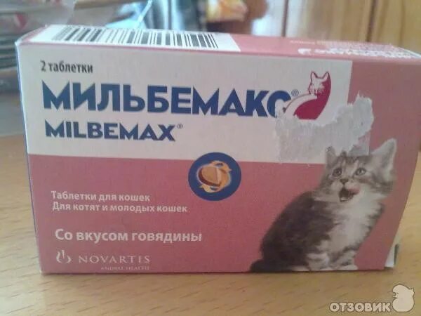 Можно ли давать коту масло. Таблетки от поноса для котов. Лекарство от диареи кошкам. Таблетки от диареи для кошек. Котенок с таблетками.