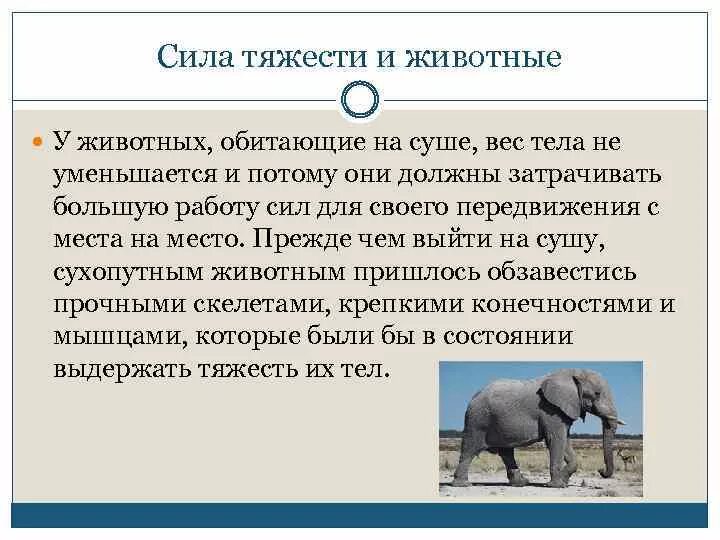 В связи с жизнью на суше. Центр тяжести у животных. Сила животных. Физические характеристики животных. Центр тяжести тела животного.