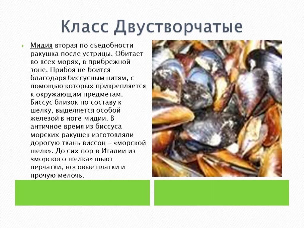 Мидия какой класс