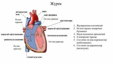 Иллюстрациялары бар минет позициялары